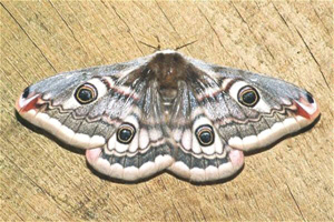 Emporer Moth